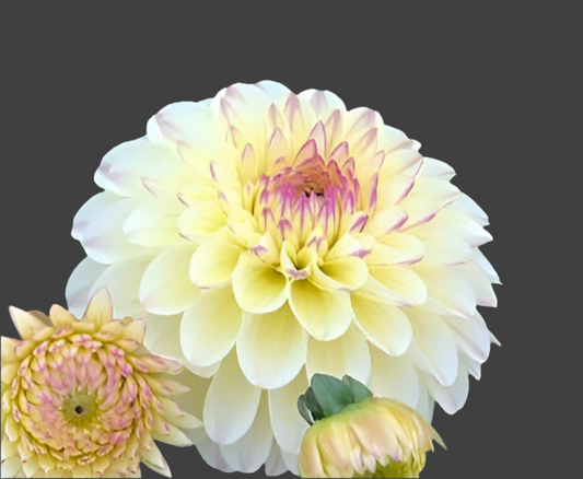 Isa’s Favorite Dahlia (Spring Ship)