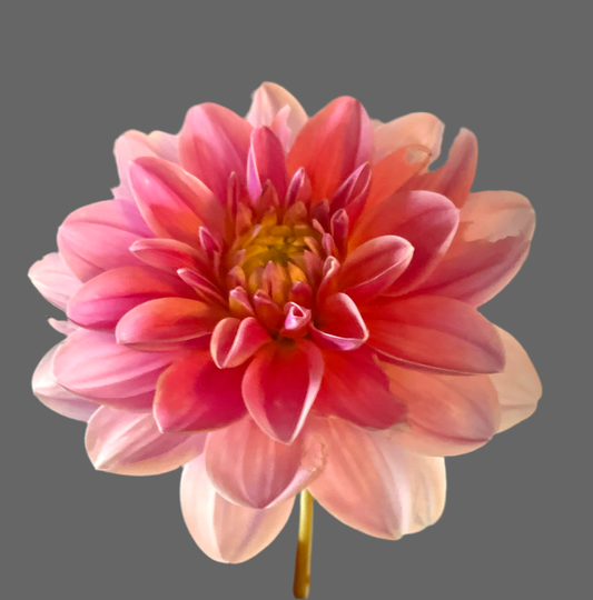 WL Bonesta Decorative Dahlia (Spring Ship)