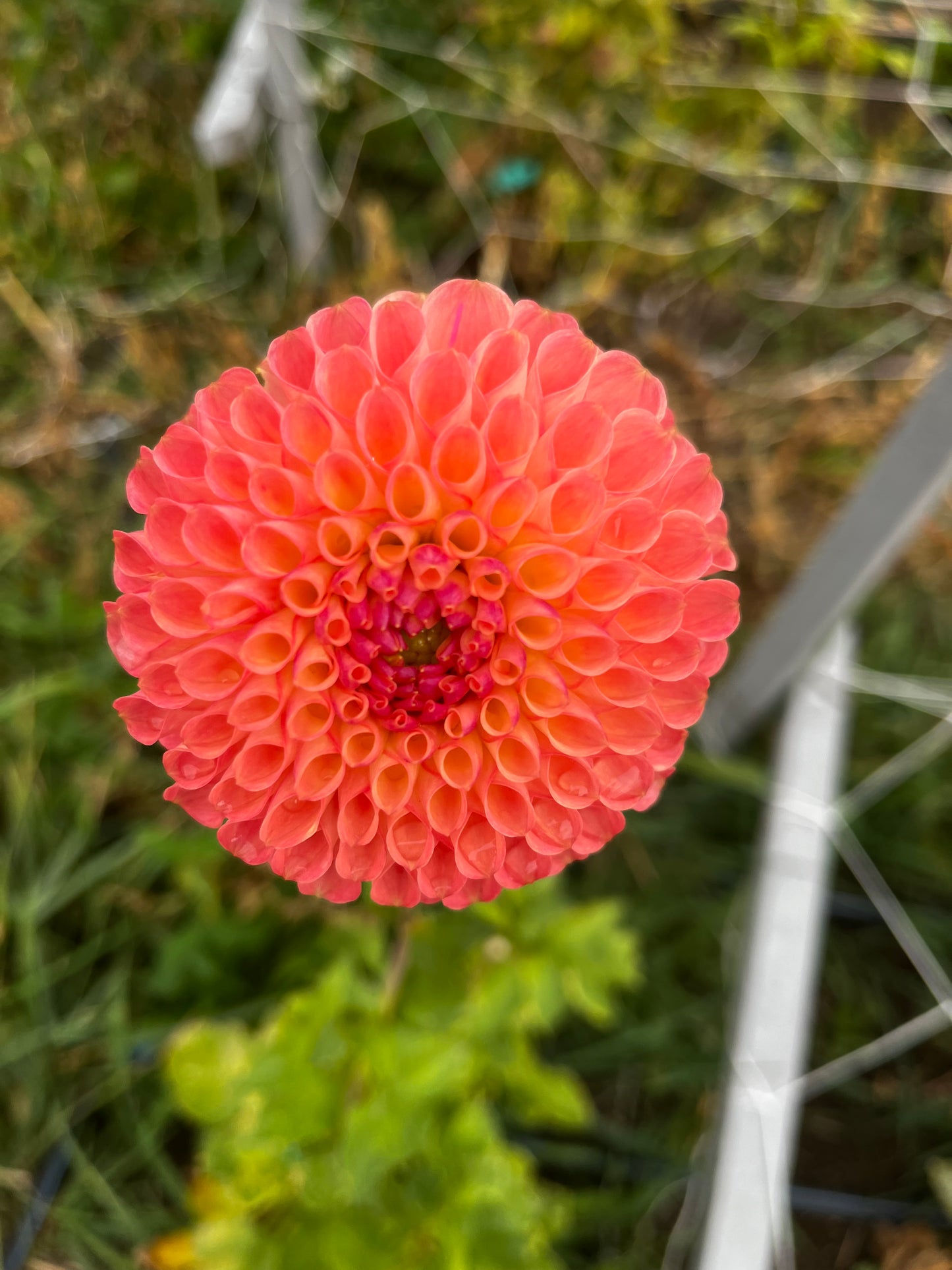 Jowey Nicky Dahlia (Spring