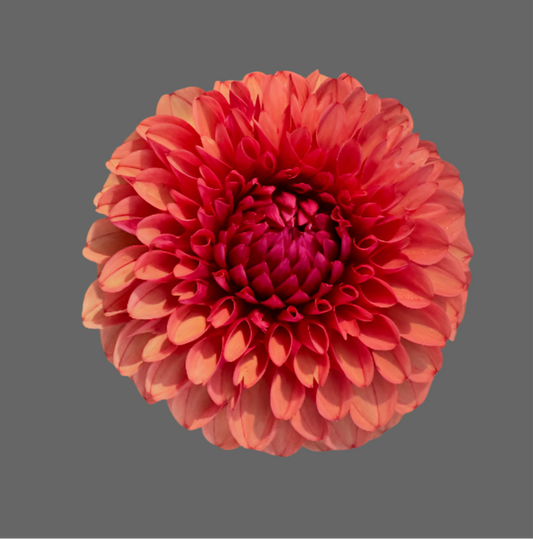 Brown Sugar Dahlia