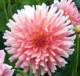 KA’s Jubilee ™ Dahlia