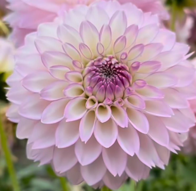 Spring Ship Sefton Silvertop Dahlia (Spring Ship) – Spokane Flowers and Produce ...