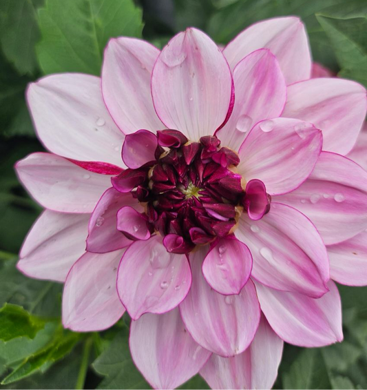 Creme de Casis Decorative Dahlia (Spring Ship)