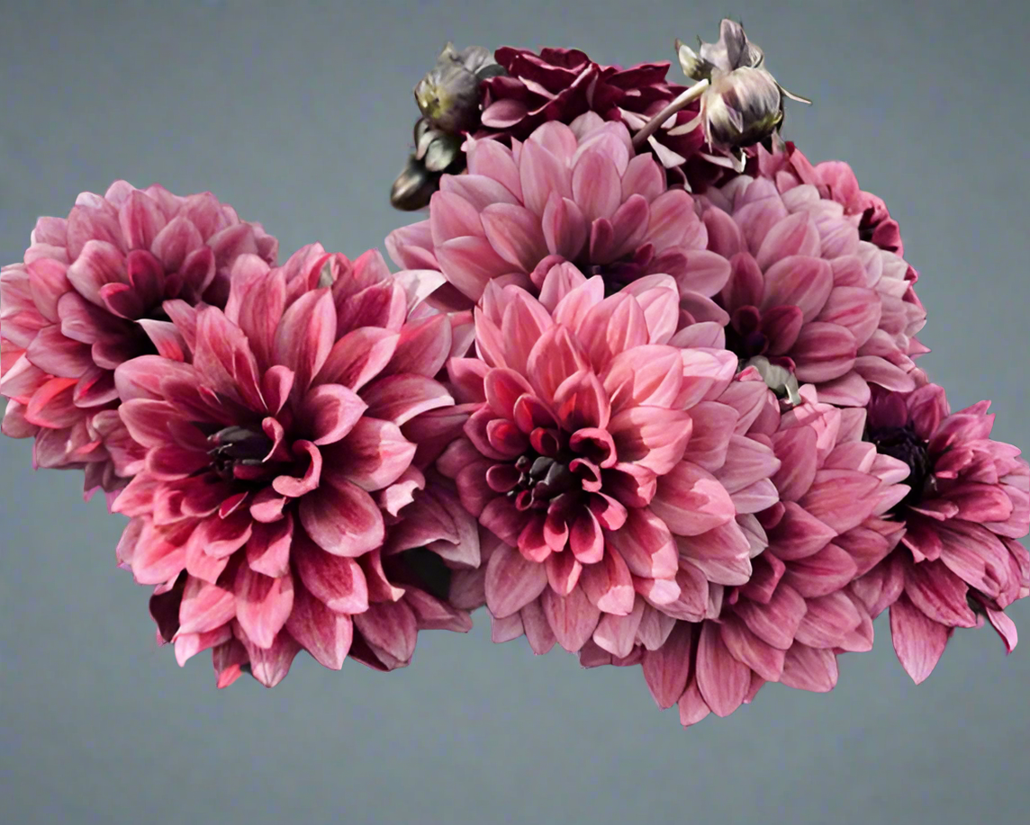 Night Silence Decorative Dahlia (Spring Ship) cutting