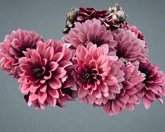 Night Silence Decorative Dahlia (Spring Ship) cutting