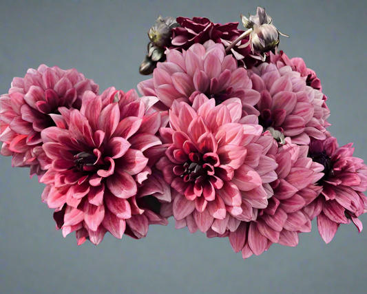 Night Silence Decorative Dahlia