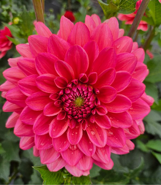 Salmon Runner Dahlia (Spring Ship)