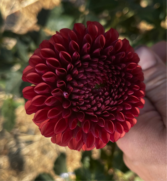 Brown Sugar Dahlia