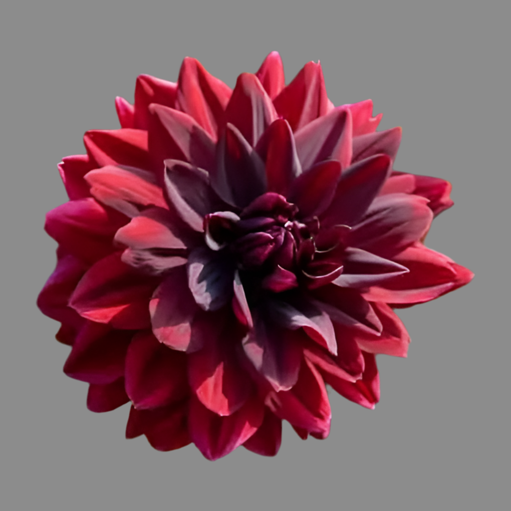 Sam Hopkins Decrotive Dahlia (Spring Ship)