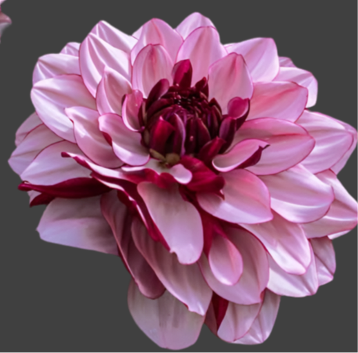 Creme de Casis Decorative Dahlia (Spring Ship)