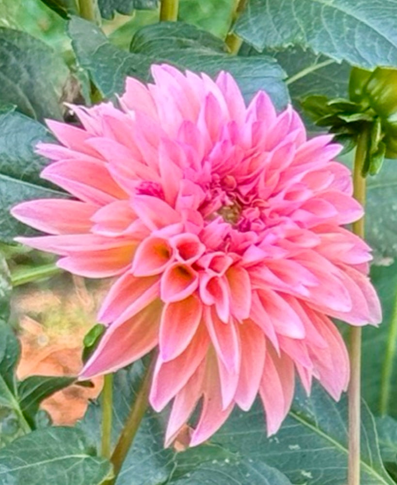 Esli Dahlia (Spring Ship)