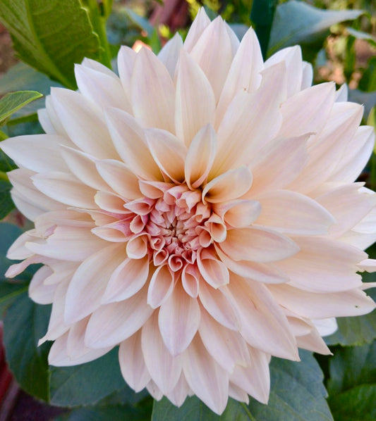 Cafe au lait Dinner Plate Dahlia (Spring Ship)