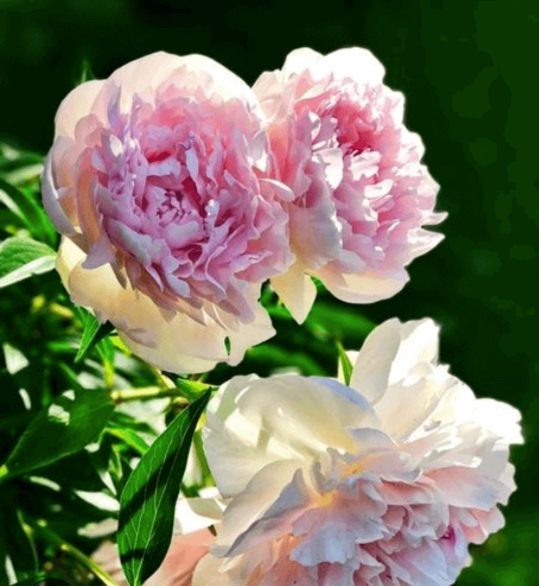 Catharina Fontijn Peony (Fall Ship)