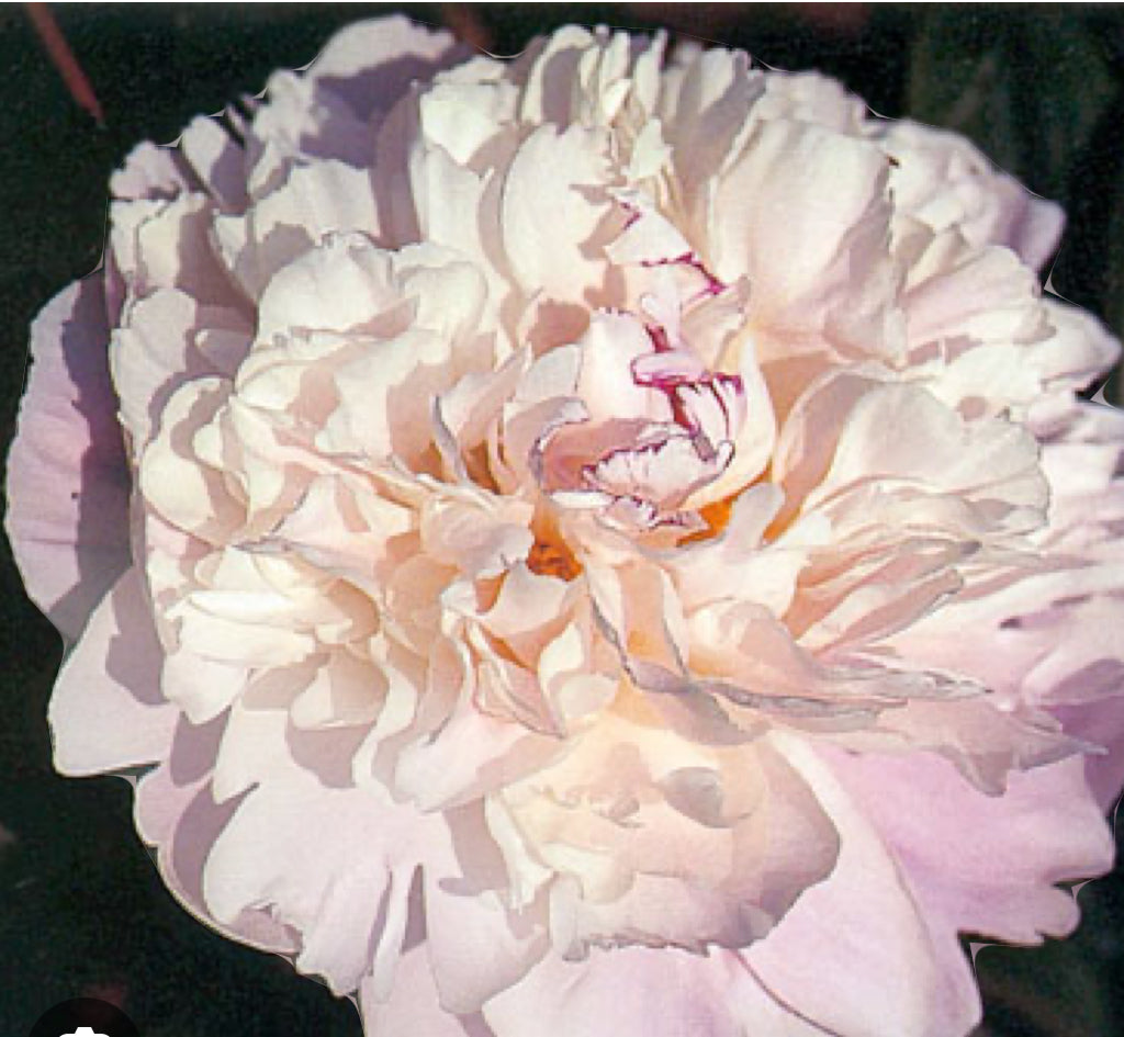 Lady Alexandra Peony (Fall Ship)