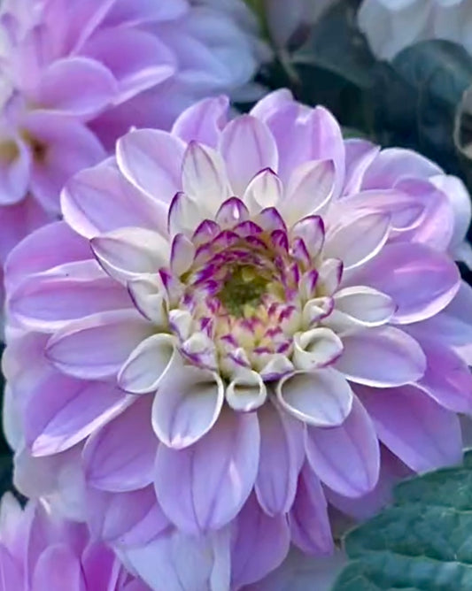 Genova Dahlia (Spring Ship)