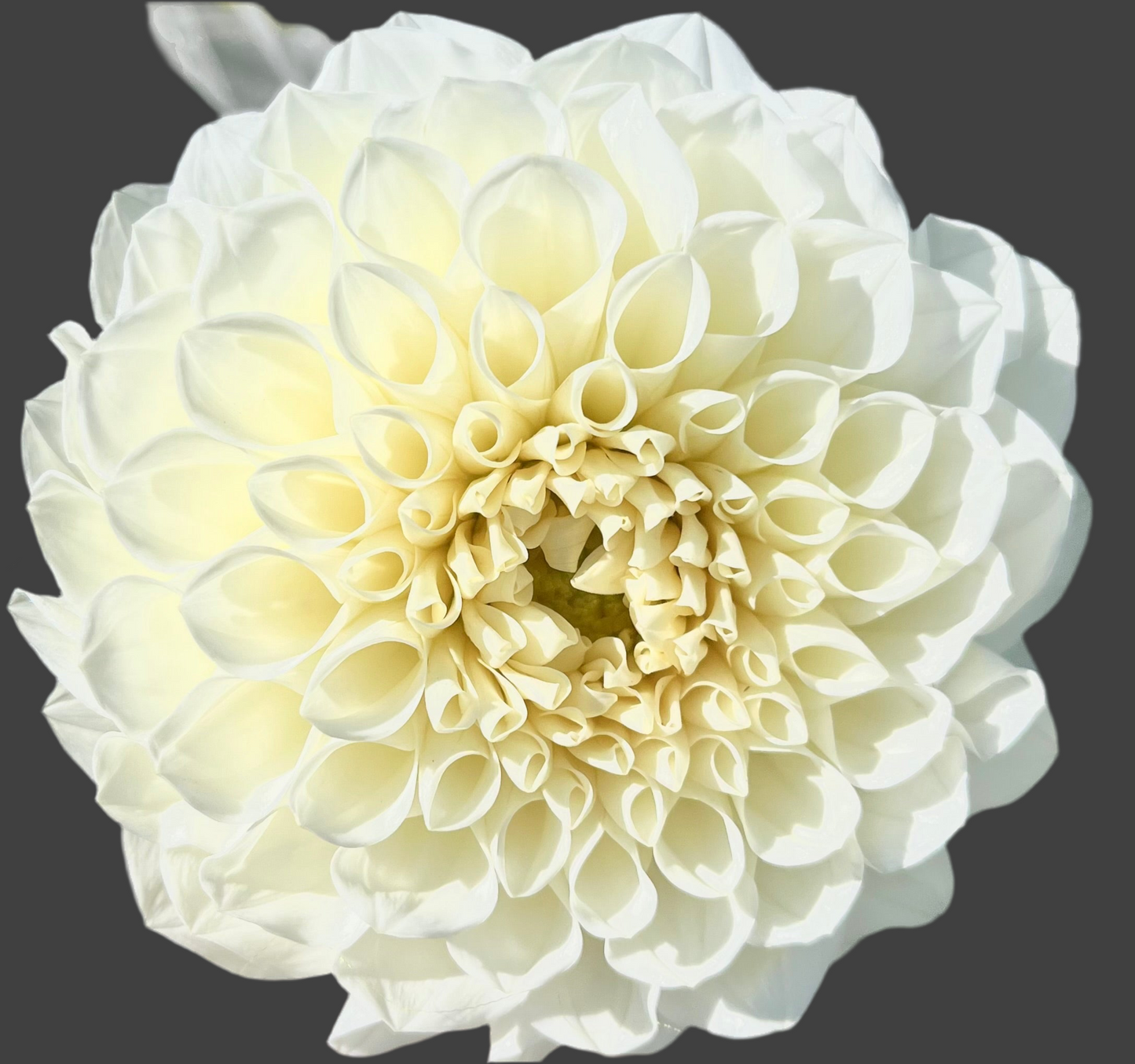 Boom Boom White Dahlia (ships in Spring)