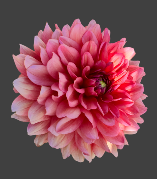 Salmon Runner Dahlia (Spring Ship)