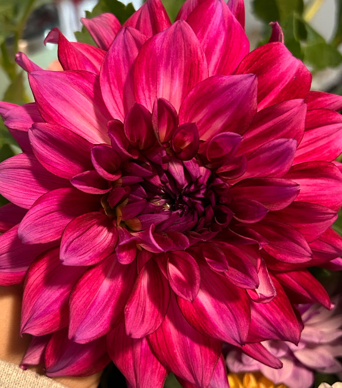 Bacardi Dahlia (Spring Ship 2025)