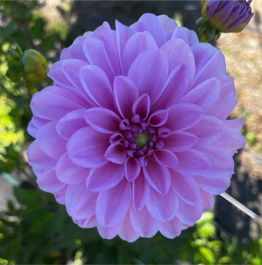 Pink Pop new release