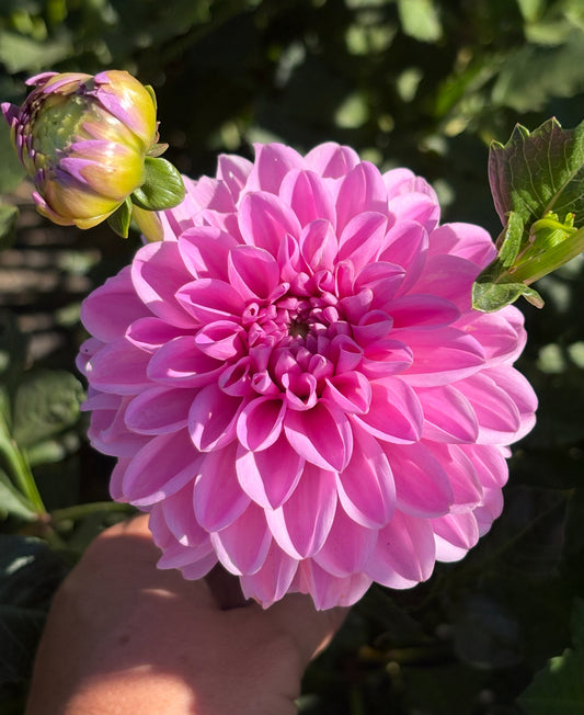 Pink Pop