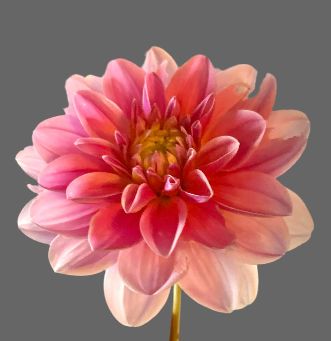 WL Bonesta Decorative Dahlia (Spring Ship)