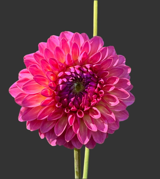 Pink suffusion