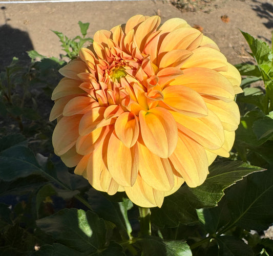 Bracken Palomino