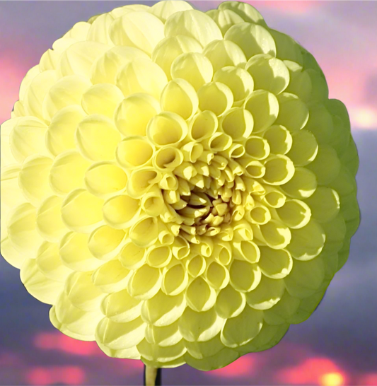 Golden Torch Ball Dahlia (Ships in Spring)