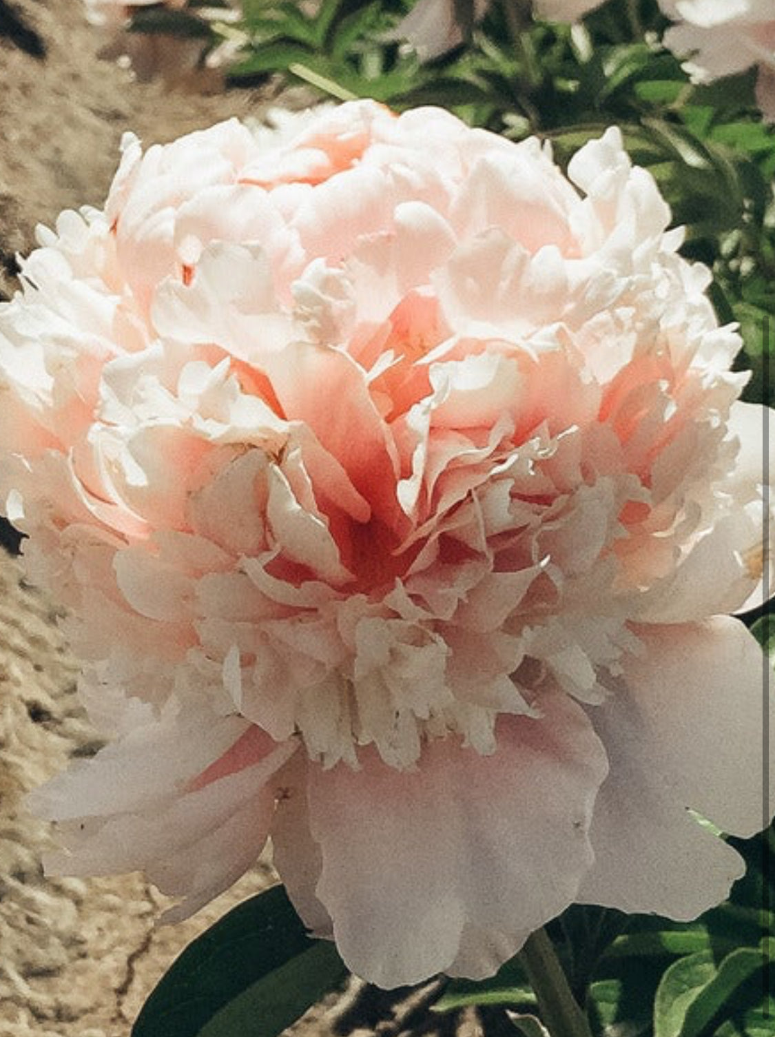 Vogue Peony Spring Ship