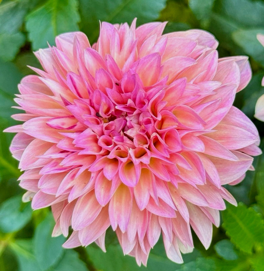 Spring Ship Esli Dahlia (Spring Ship) – Spokane Flowers and Produce Delivery