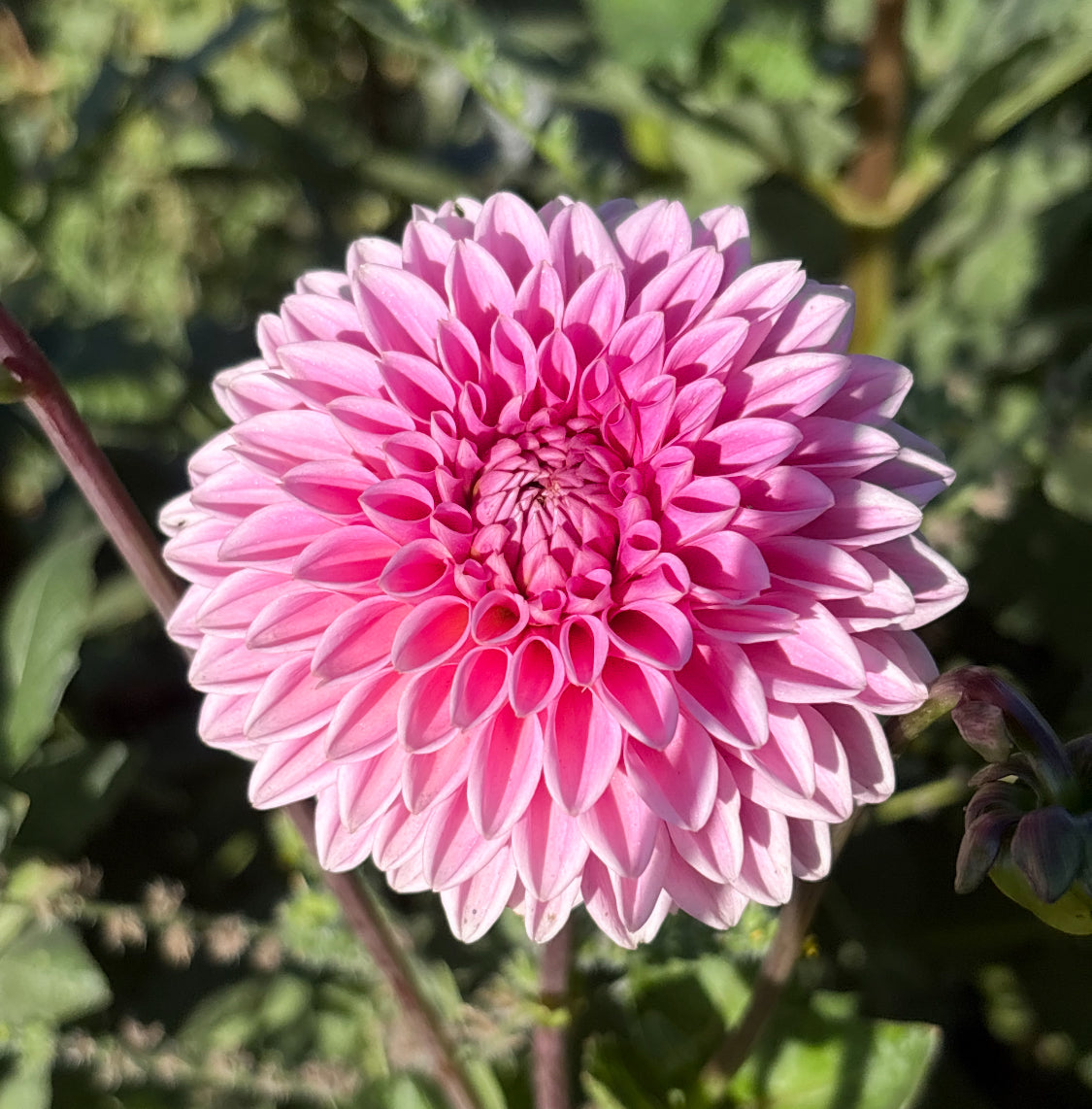 Pink Sylvia
