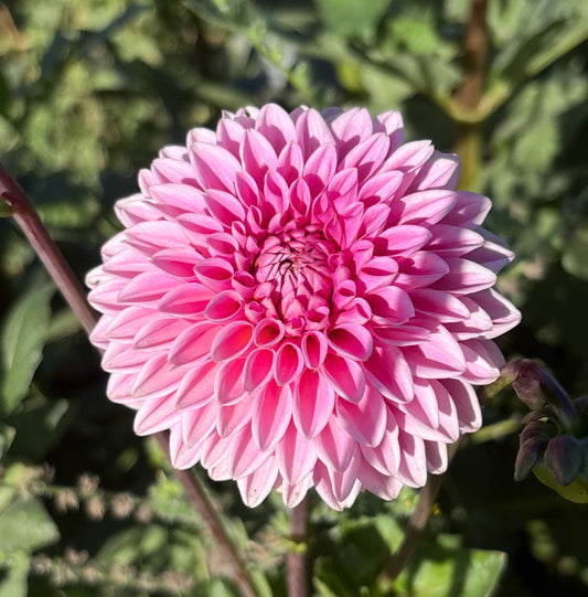 Pink Sylvia