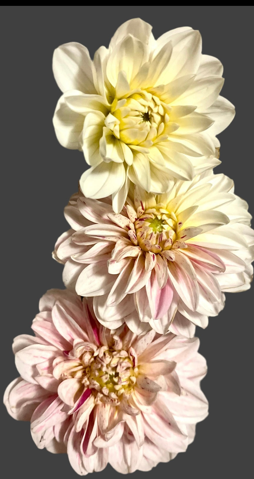 WL Bonesta Decorative Dahlia (Spring Ship)