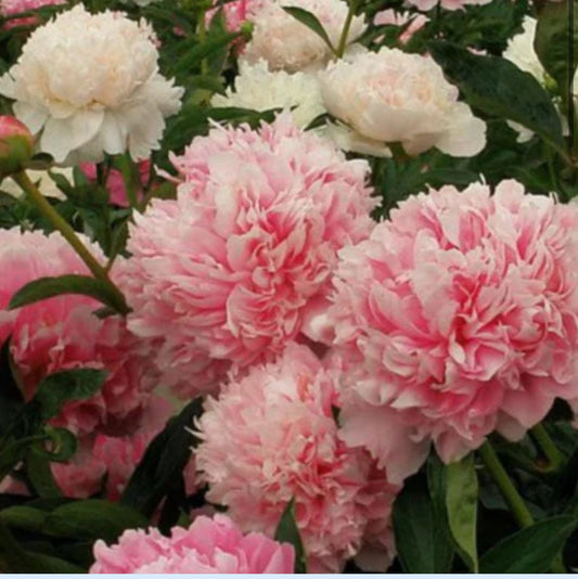 Pink Parfait Peony