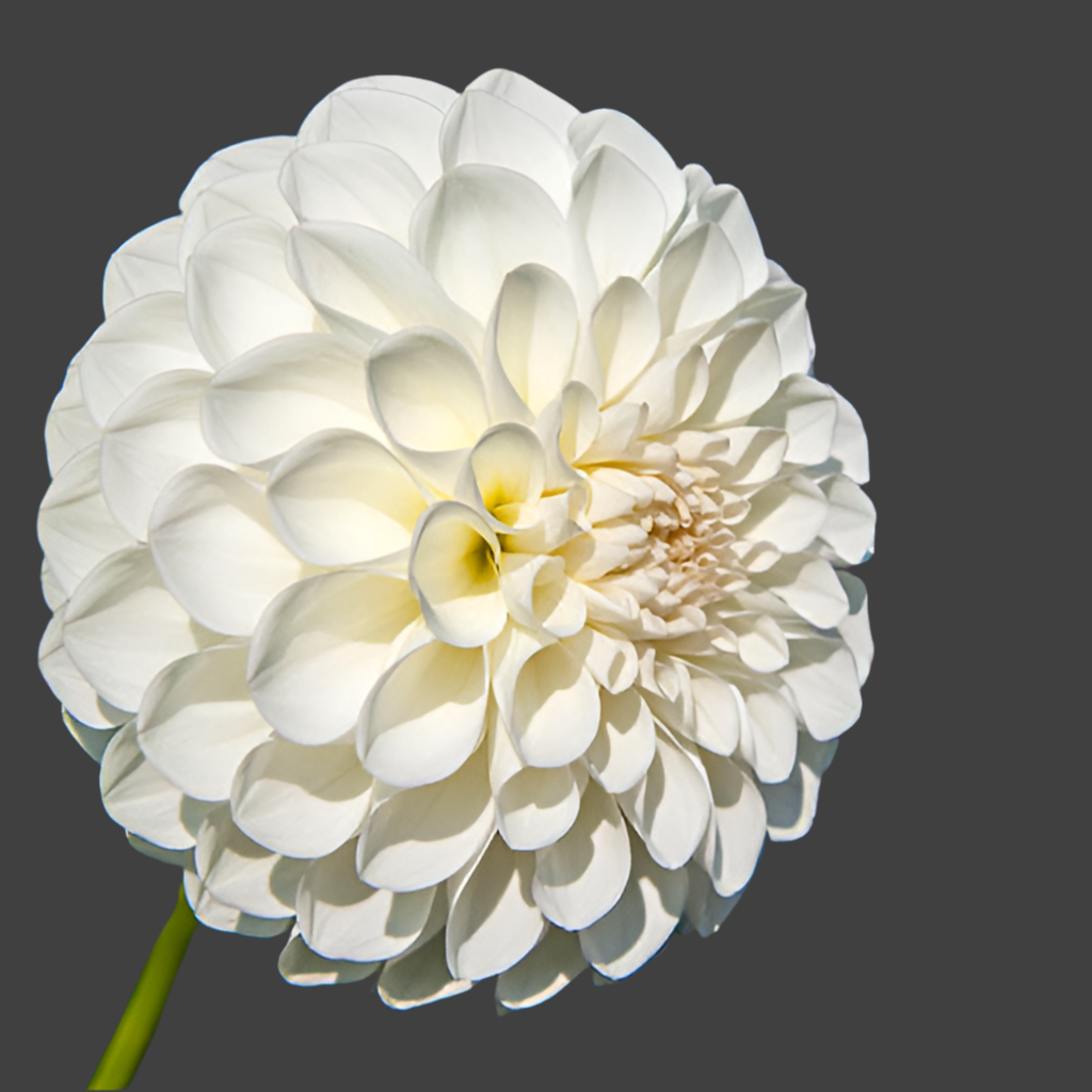 Boom Boom White Dahlia (ships in Spring)