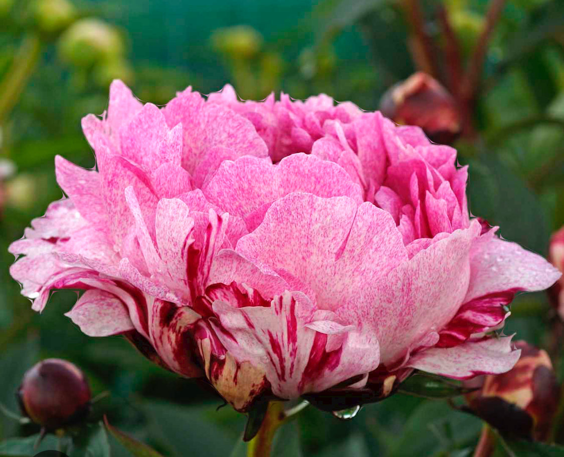 The Fawn Peony (Fall Ship)