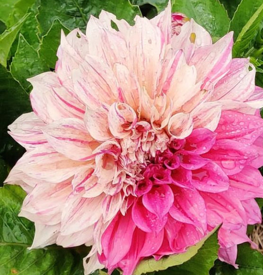 Cafe Au Lait Twist Dahlia (Spring Ship)