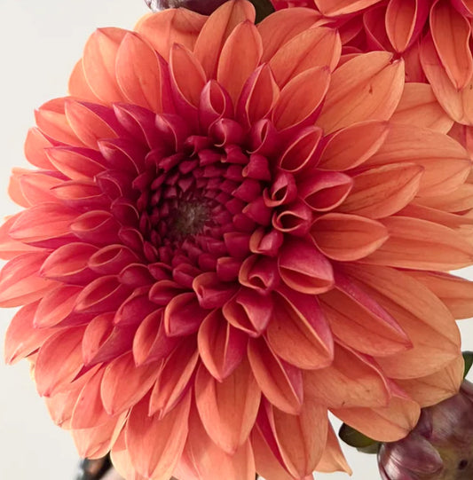 Orange Girl Dahlia (Spring Ship)