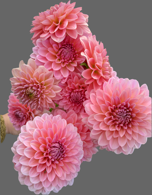 Pink Runner Dahlia (Spring Ship)