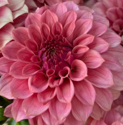 A NEW Cutting KA’s Keltie Rose ™ spring ship