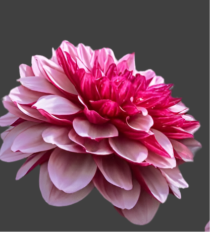 Creme de Casis Decorative Dahlia (Spring Ship)