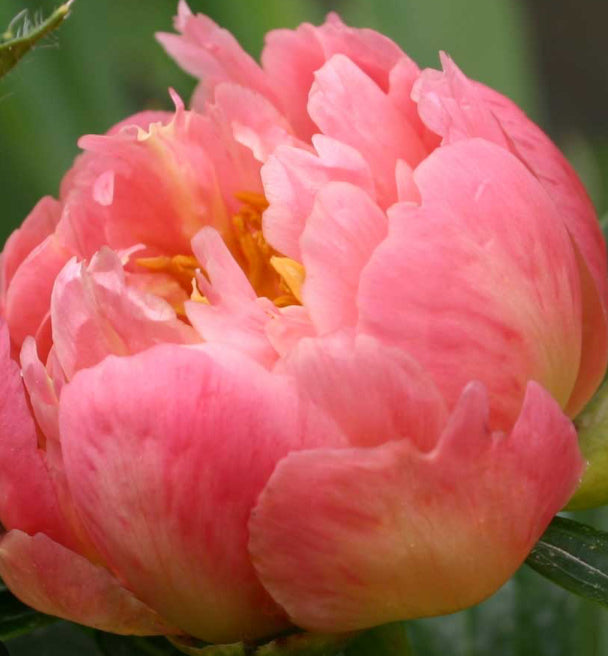 Coral Sunset Peony (Spring Ship)