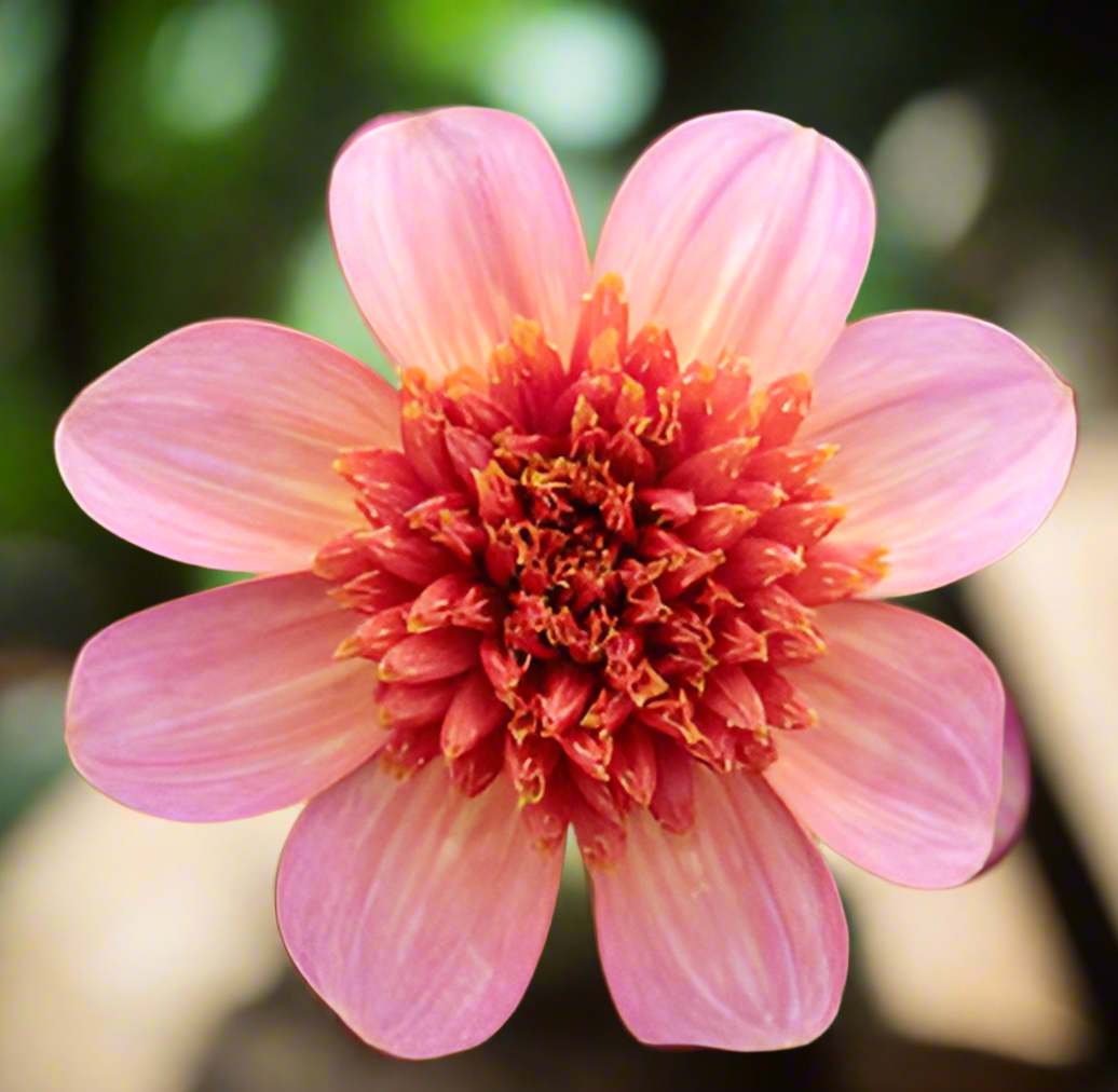 Totally Tangerine Dahlia (Spring Ship)