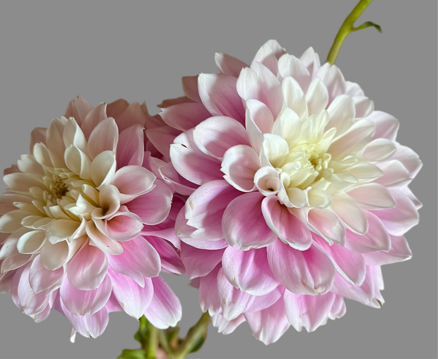 Sweet Love Dahlia (Spring Ship)