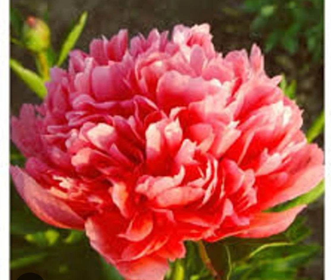 Lorelei Peony (Fall Ship)