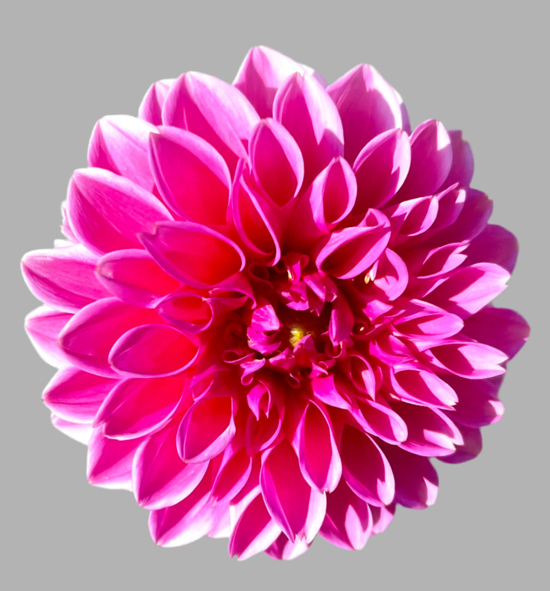 Jowey Frambo Dahlia (Spring Ship)