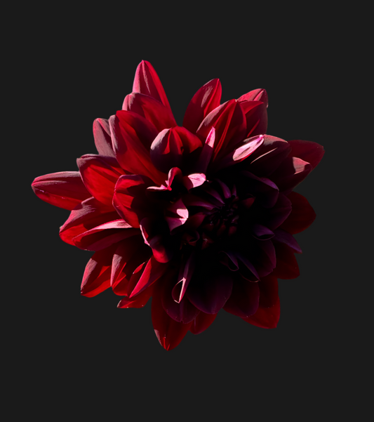 Painted Black