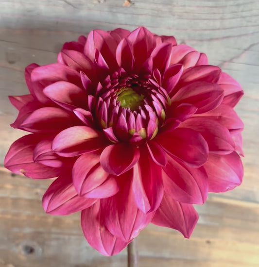 American Dawn Decorative Dahlia spring ship 2025 WL